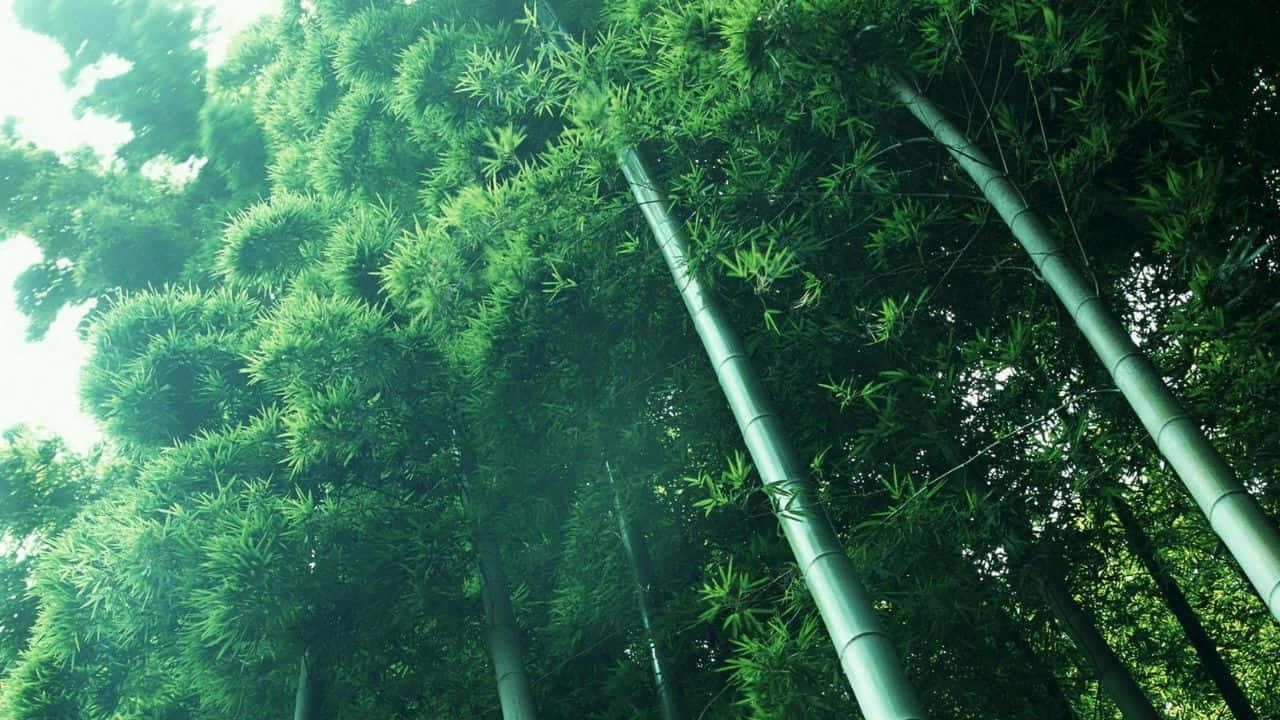 Lush green bamboo stalks providing dense foliage and a natural backdrop