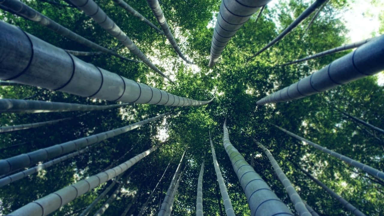 Uncampo Di Alti Steli Di Bambù Illuminato Da Foglie Verdi Rigogliose