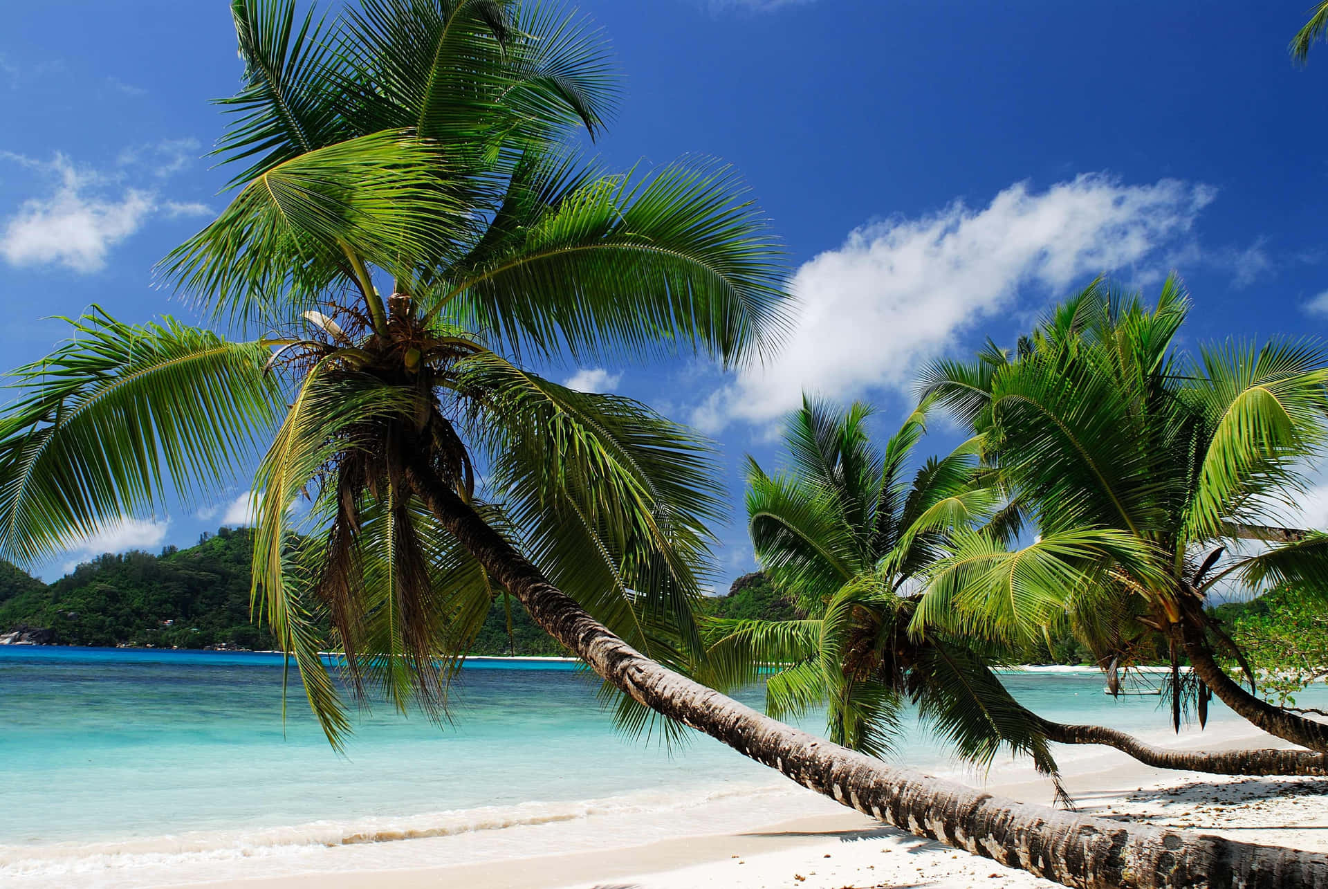 720p Beach Leaning Coconut Background