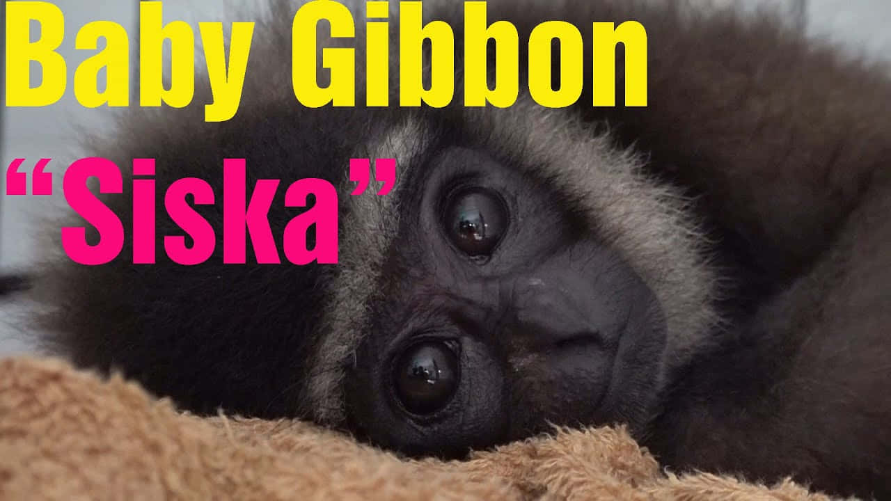 Baby Siska 720p Gibbon Background