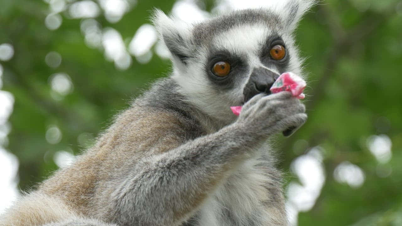 Unafoto Ravvicinata Di Un Curioso Gibbone Sugli Alberi Della Foresta.