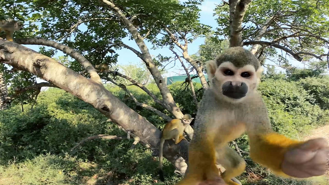 Unafelice Scimmia Gibbon Che Si Dondola In Una Lussureggiante Foresta Verde.