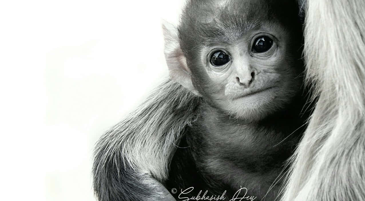 Black And White 720p Gibbon Background