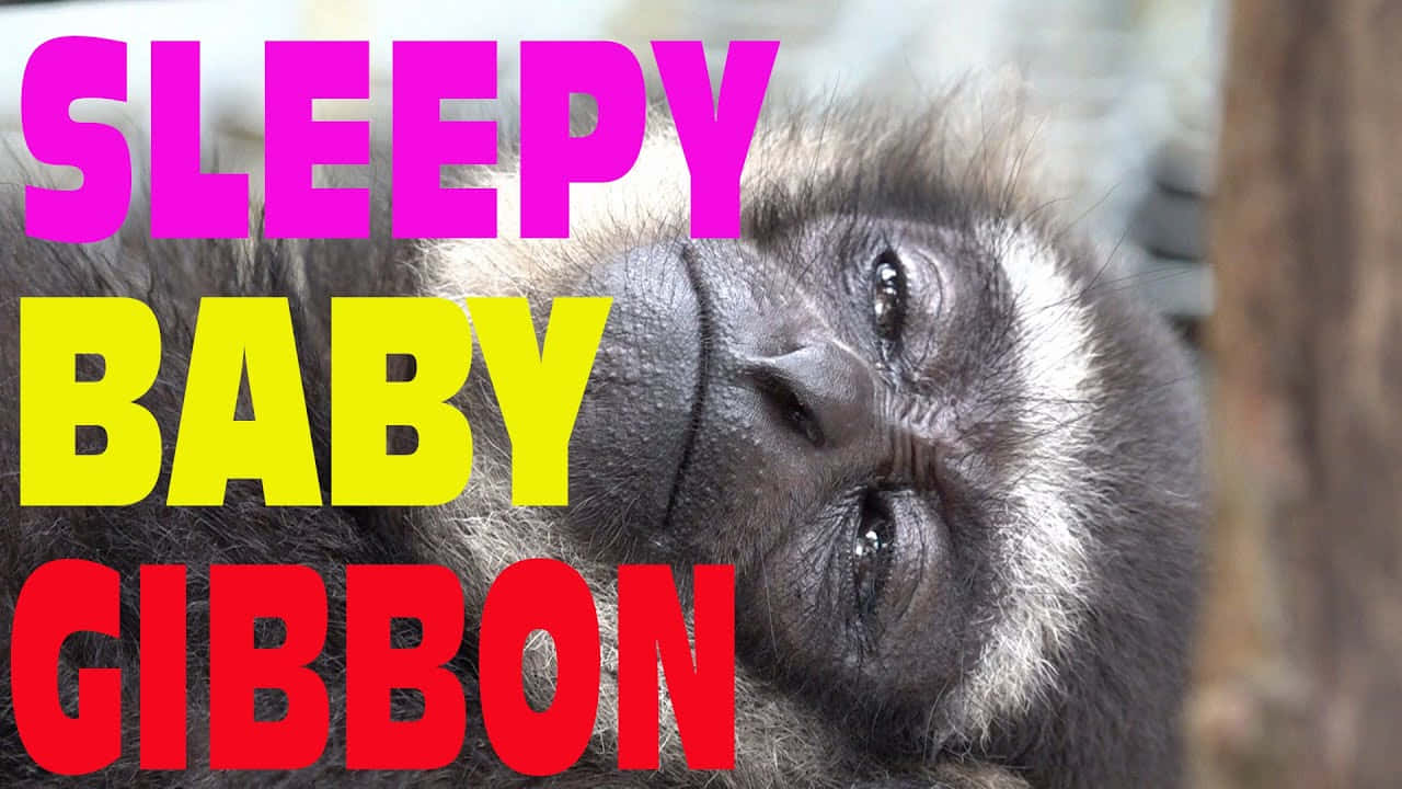 Sleepy Baby 720p Gibbon Background Poster Background