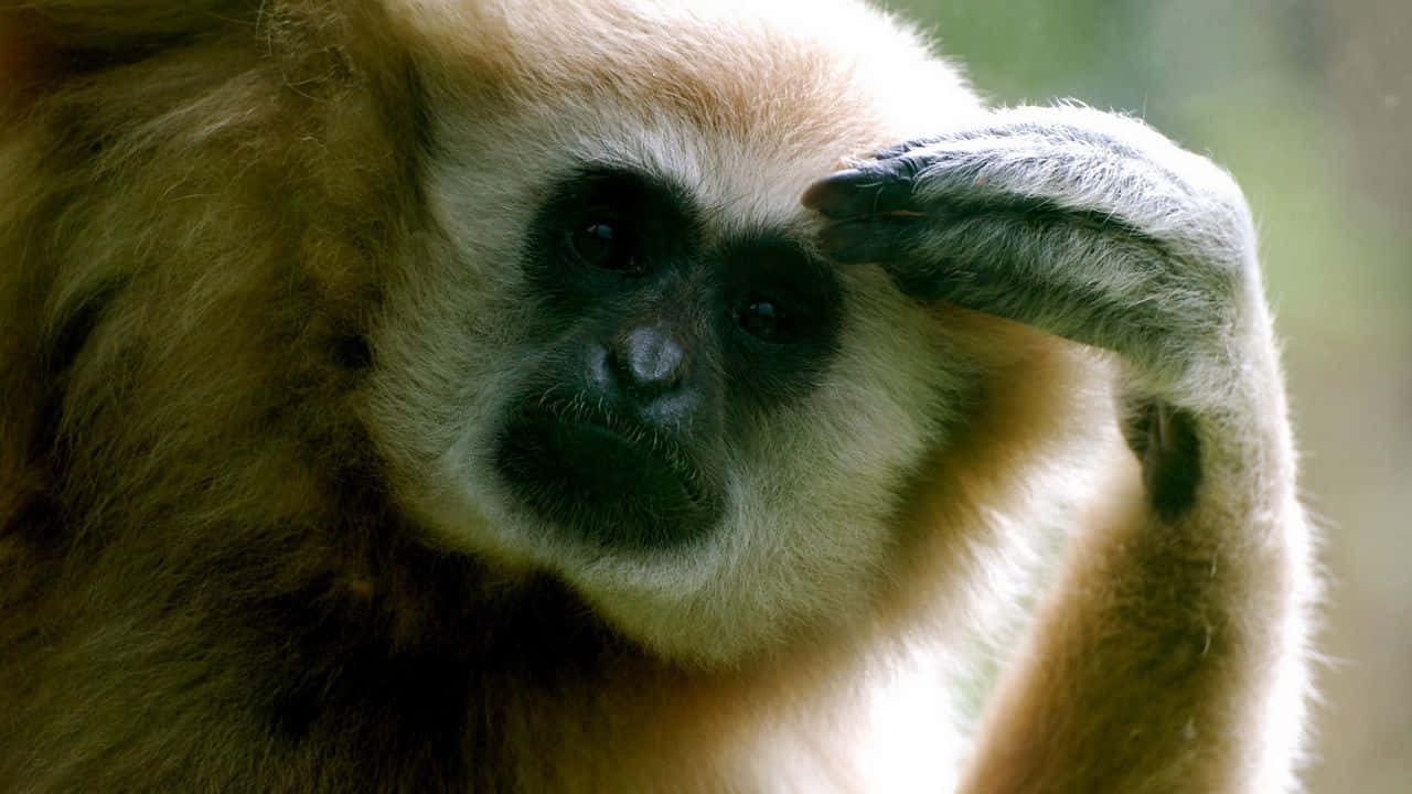 Thinking Lar 720p Gibbon Background