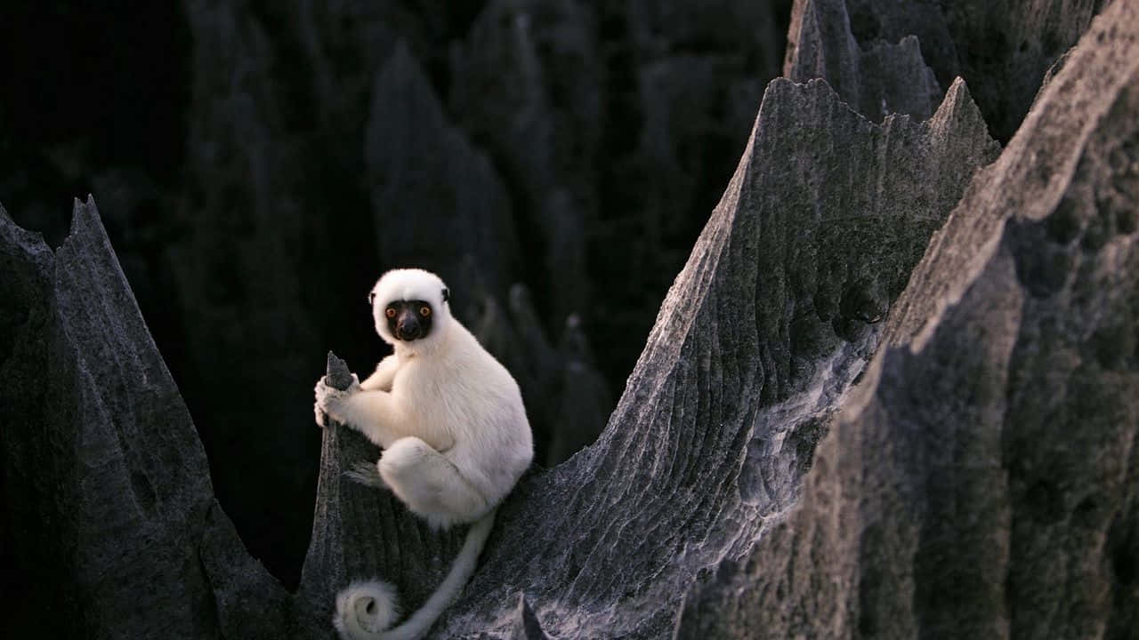 A Gibbon Into the Unknown