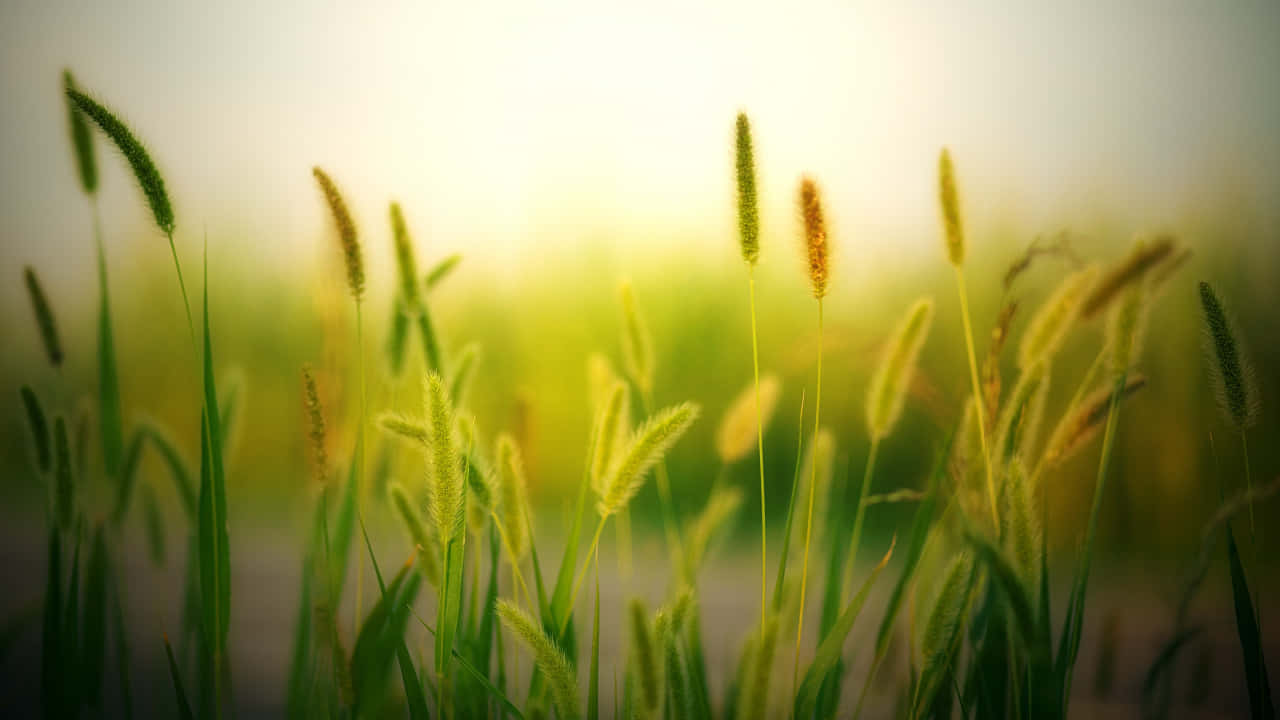 720p Nature Barley Grains Background