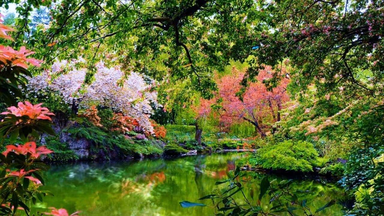 720p Nature River Lovely Trees Background 1280 x 720 Background