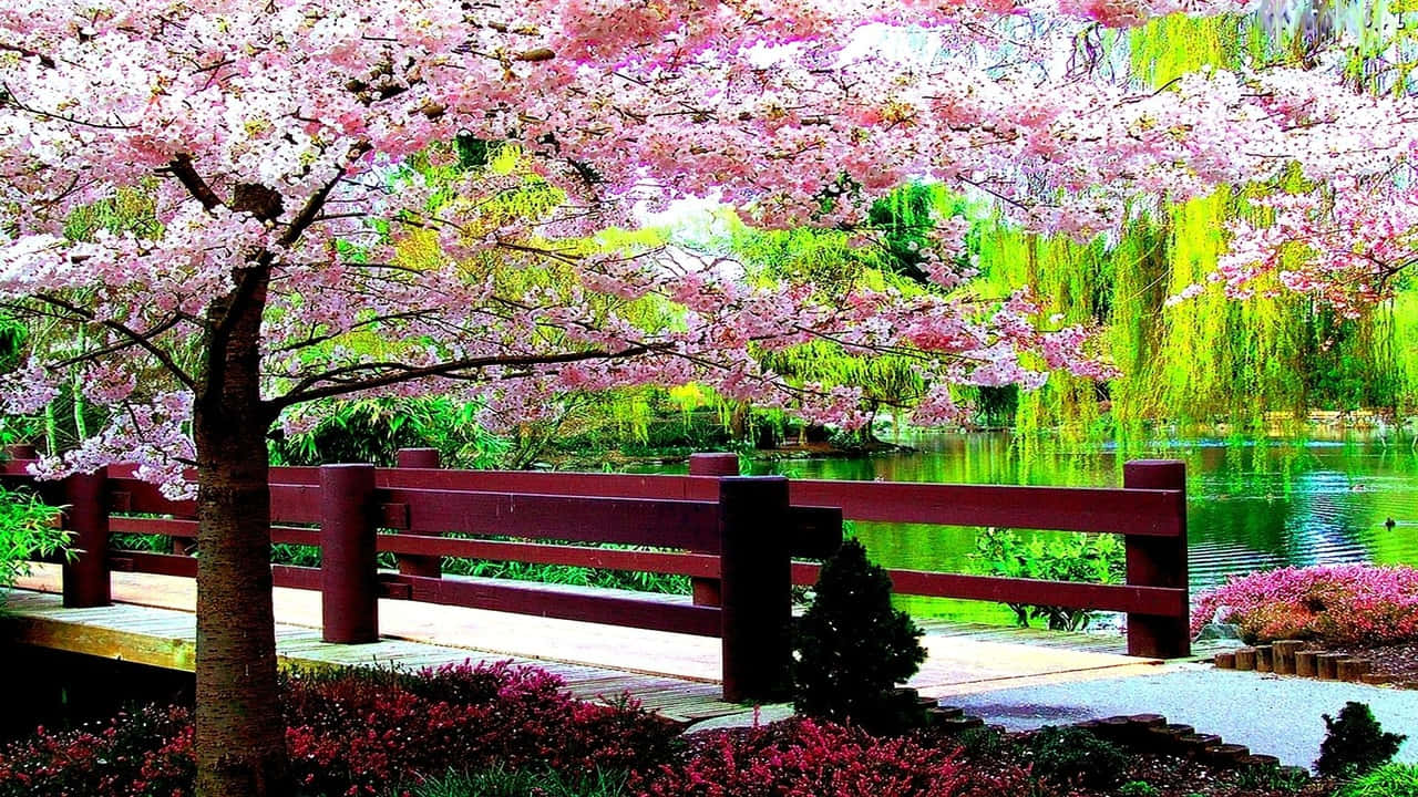 a bridge with pink blossoms and a pond
