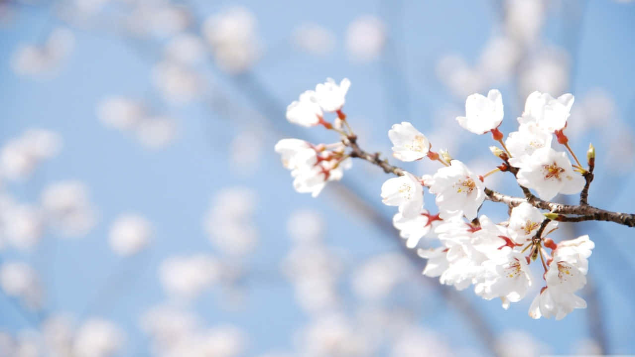 a branch of cherry blossoms with blue sky behind it