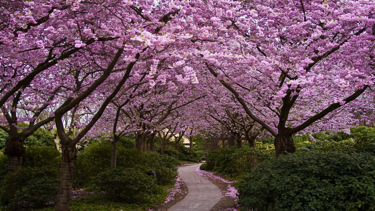 a pathway lined with pink blossoming trees