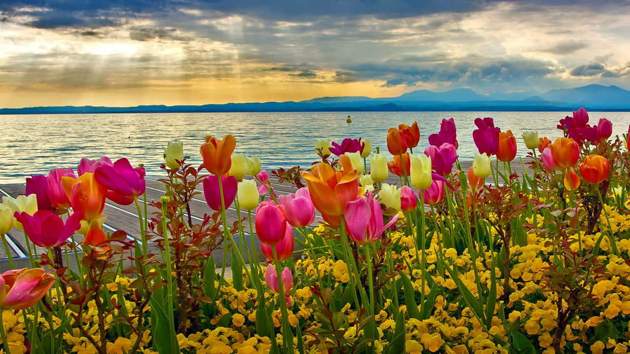 a colorful flower field near the water