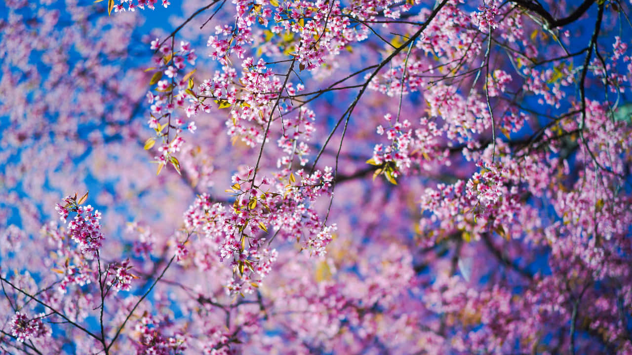 a pink tree with pink flowers in the background