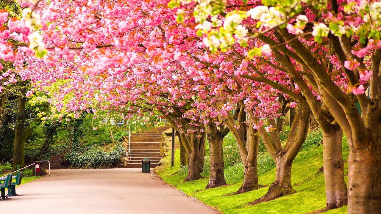 A Pink Tree Lined Path With Benches