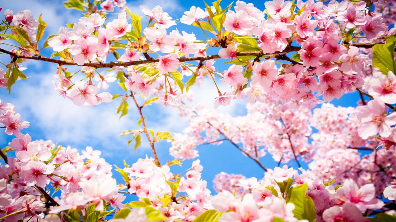 a pink cherry blossom tree with blue sky