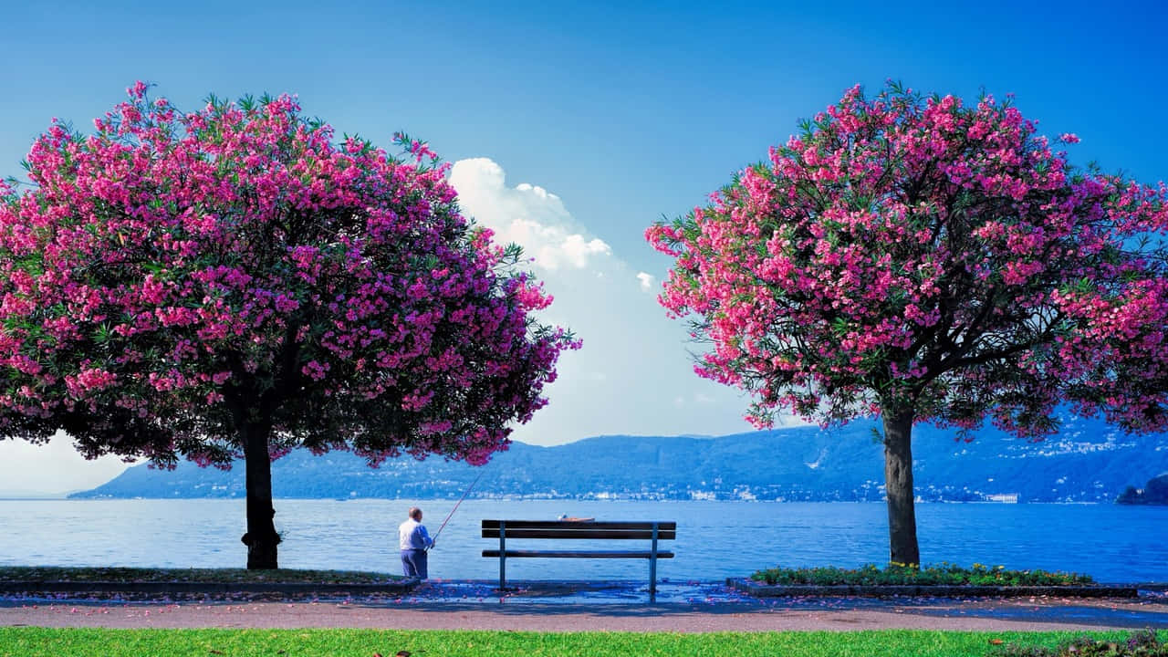 two trees with pink flowers