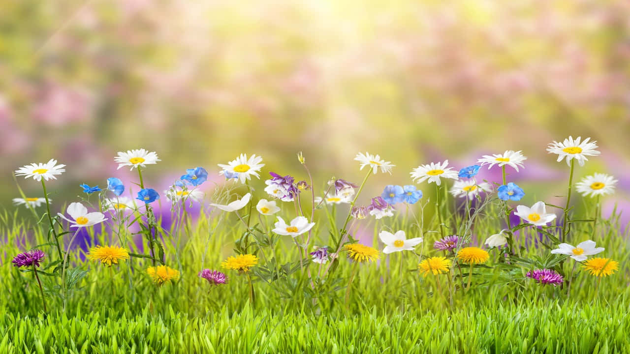 spring flowers in the grass with sun rays