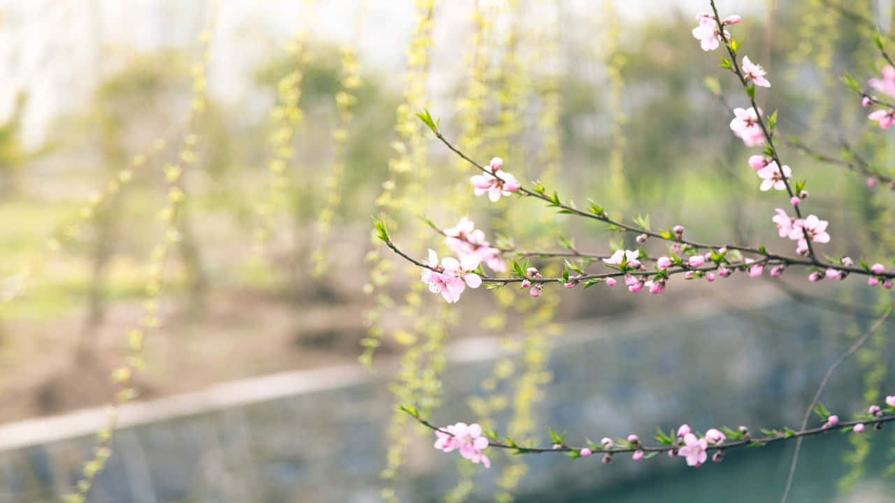 a pink flowering tree with a stream in the background