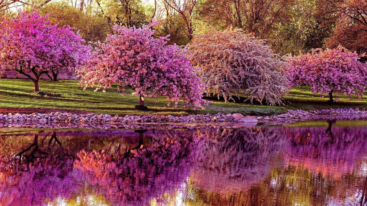 a group of trees reflected in a pond