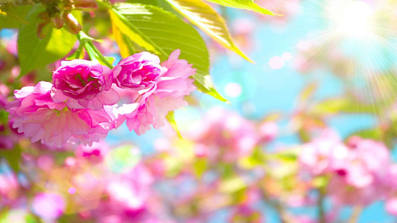 pink flowers on a tree with sun shining behind them