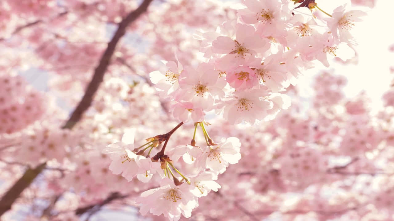 a pink cherry blossom tree with white flowers