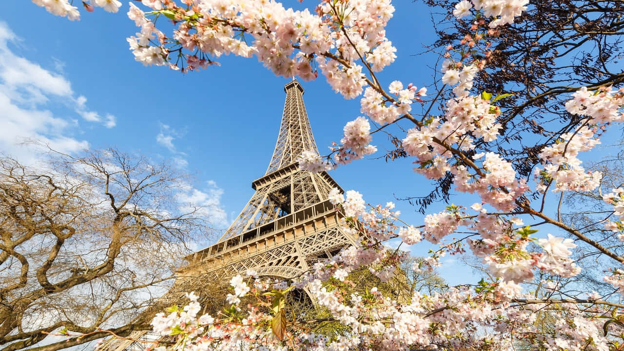 paris in spring with cherry blossoms