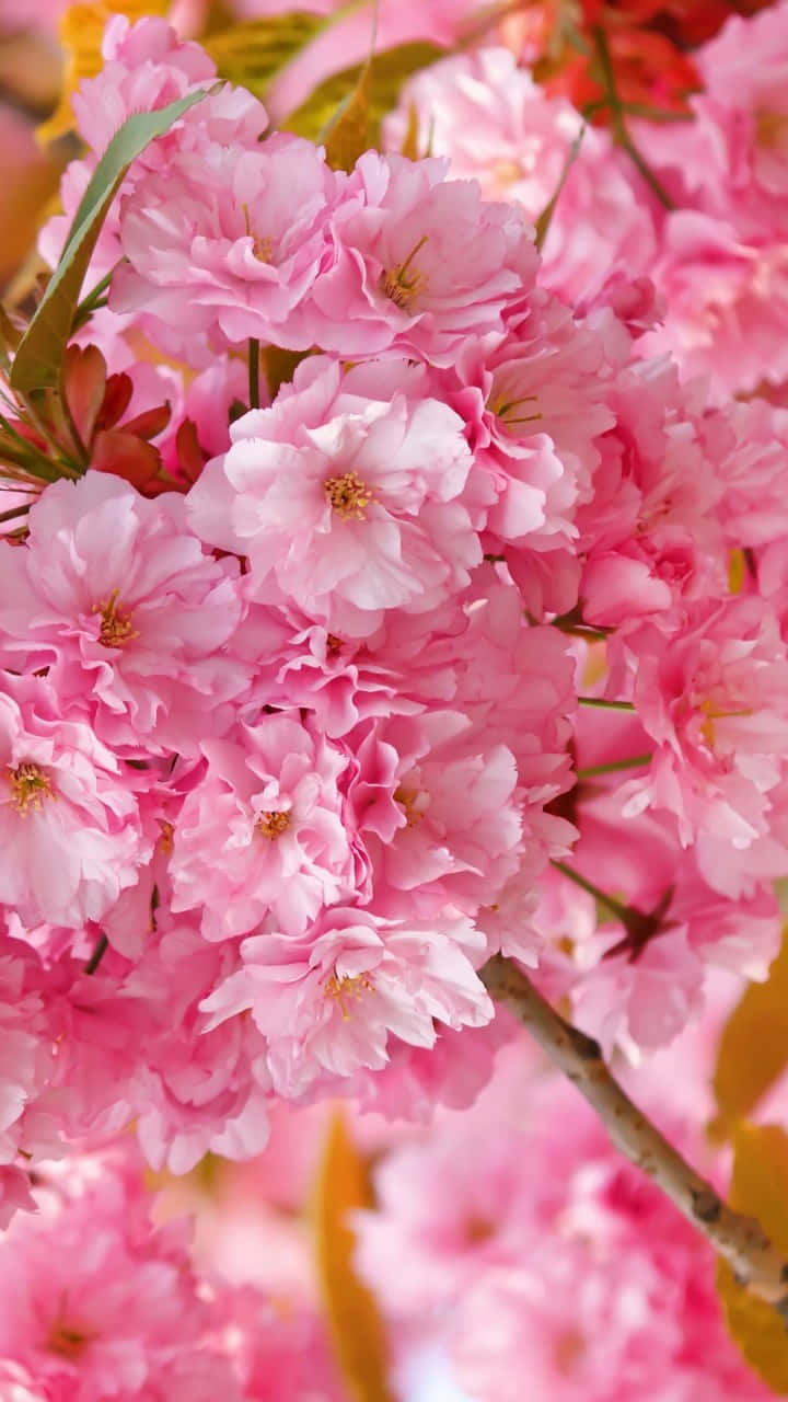 A Close Up Of Pink Flowers On A Tree Wallpaper