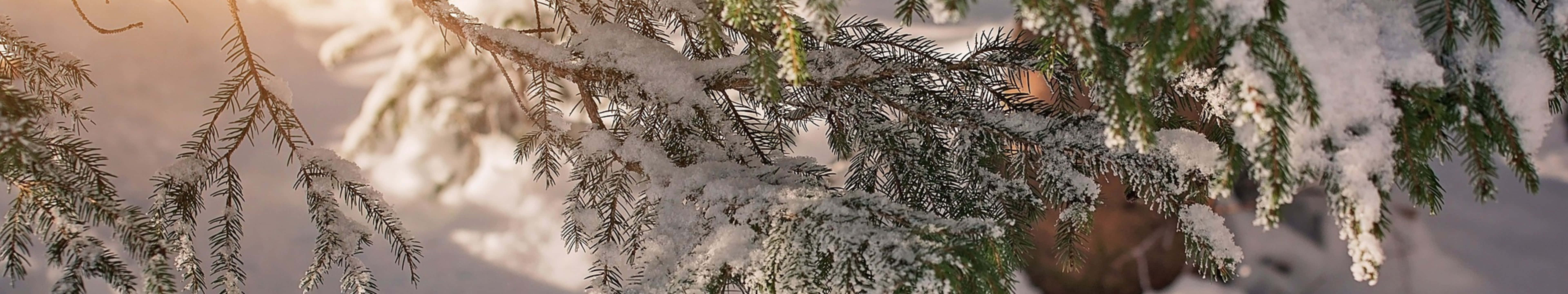 7680 X 1440 Winter Tree Wallpaper