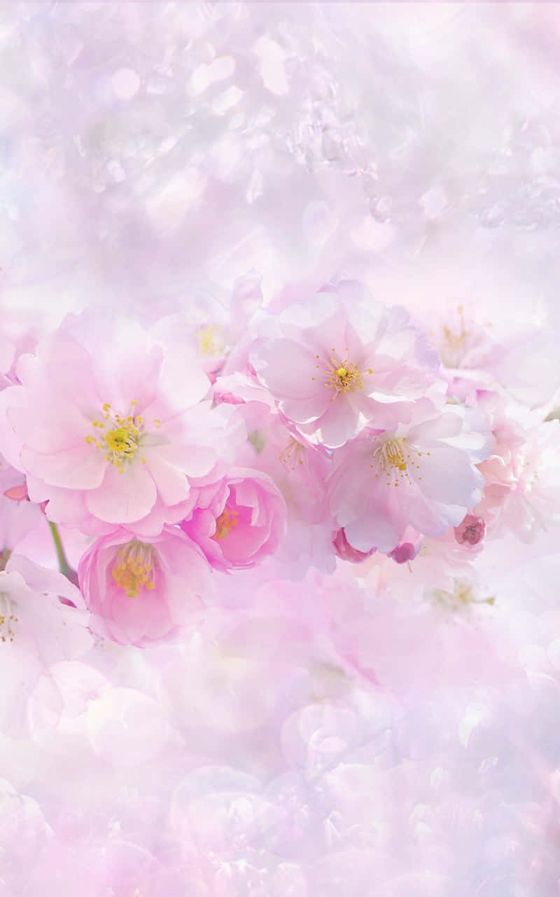 Pink Flowers On A White Background Wallpaper