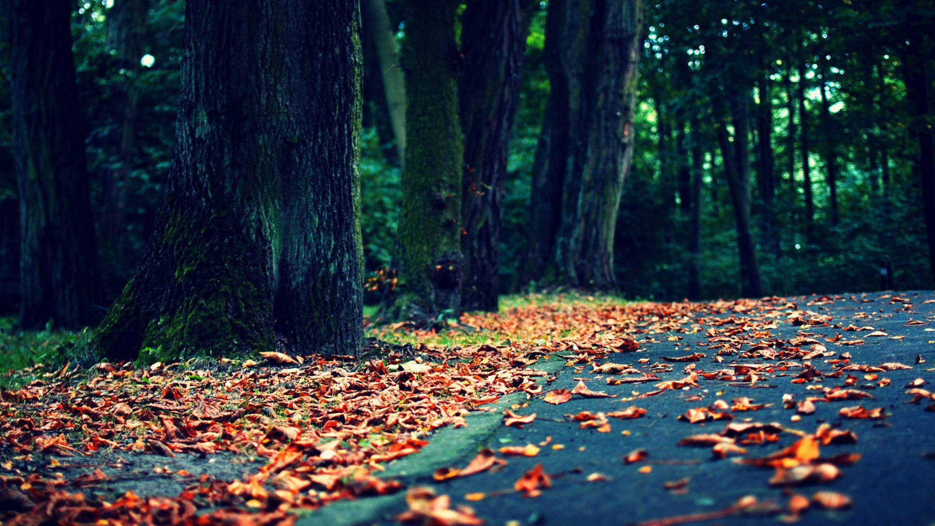 8k Desktop Autumn Leaves Background