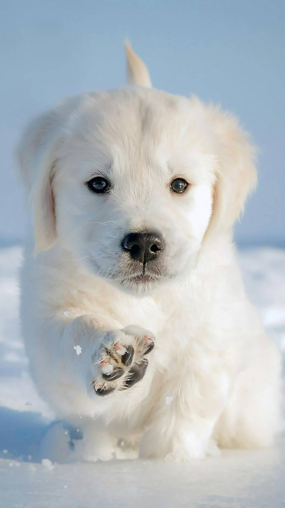 8k Iphone Golden Retriever Puppy On Snow Wallpaper