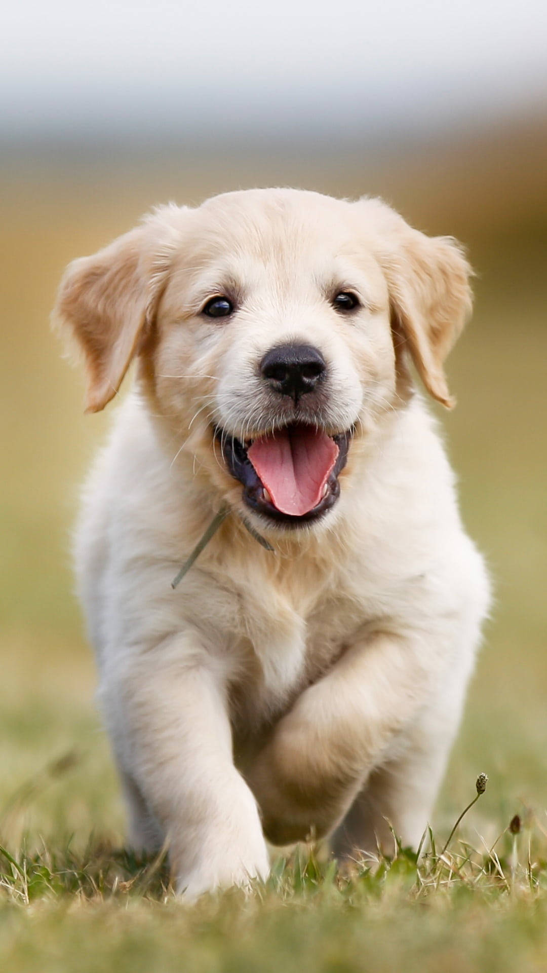 HD desktop wallpaper Dogs Dog Animal Golden Retriever download free  picture 1151992
