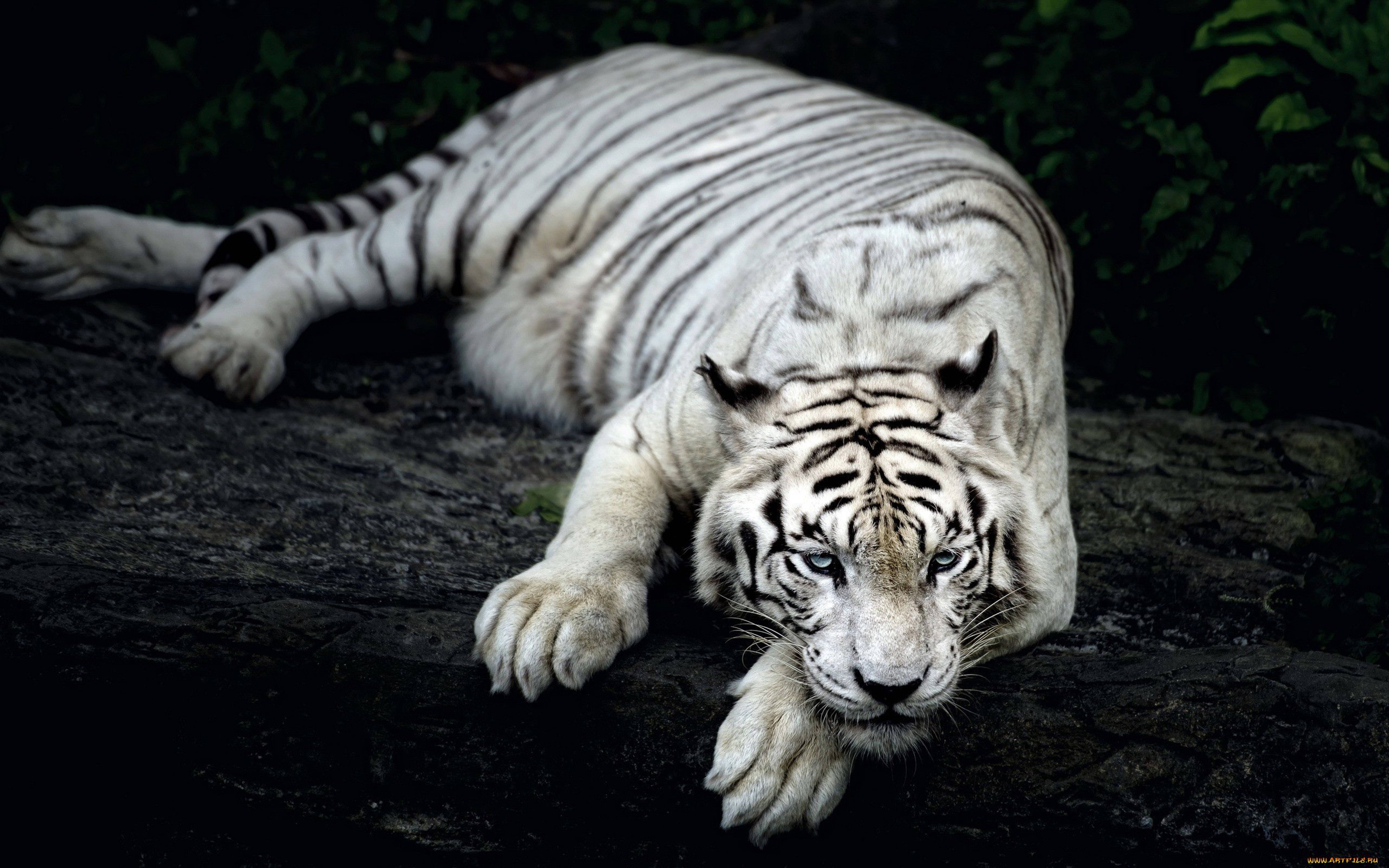 8k Tiger Uhd Ghost White Tiger Background