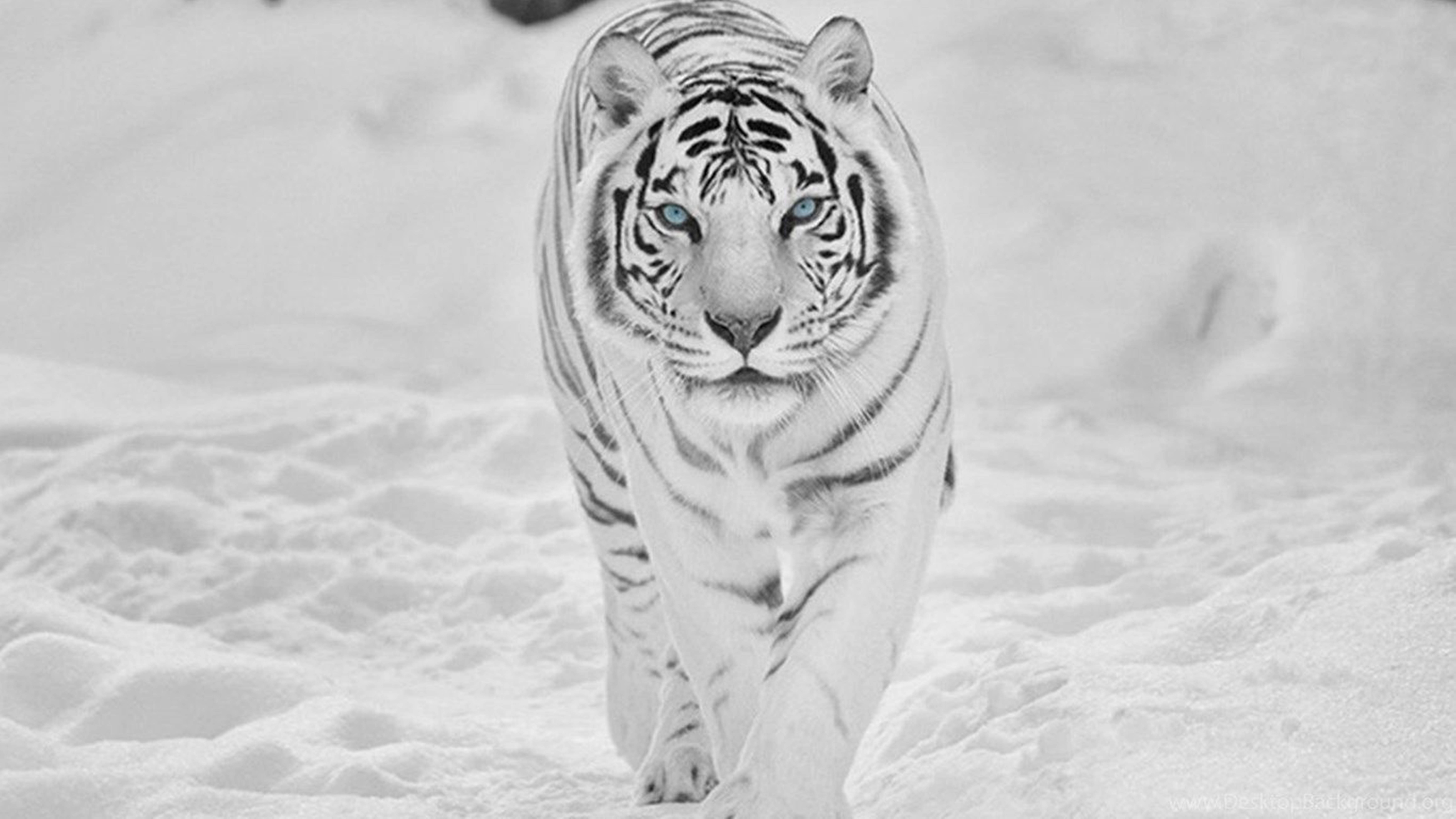 8k Tiger Uhd In Snow Background