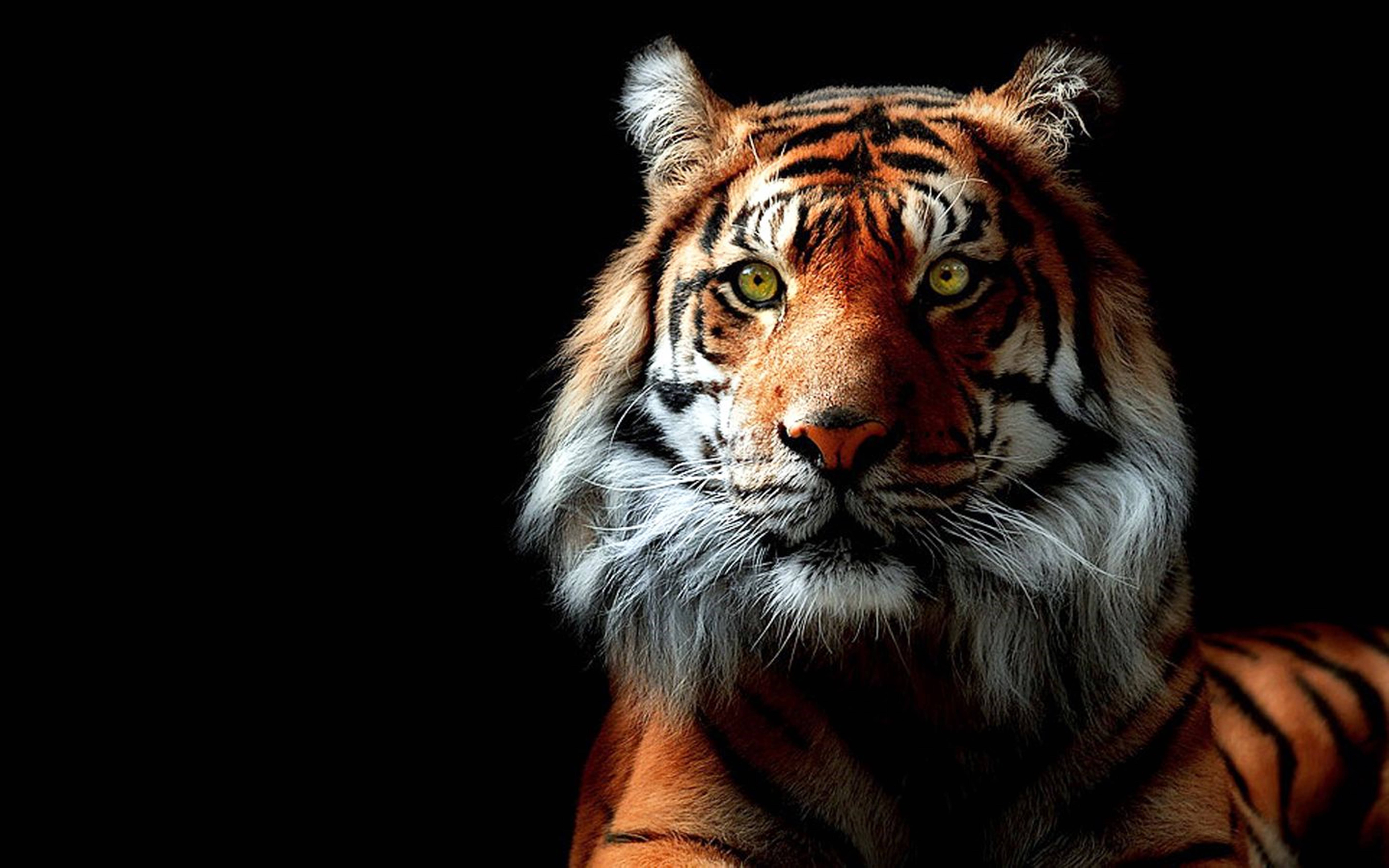 8k Tiger Uhd Wild Animal Wallpaper