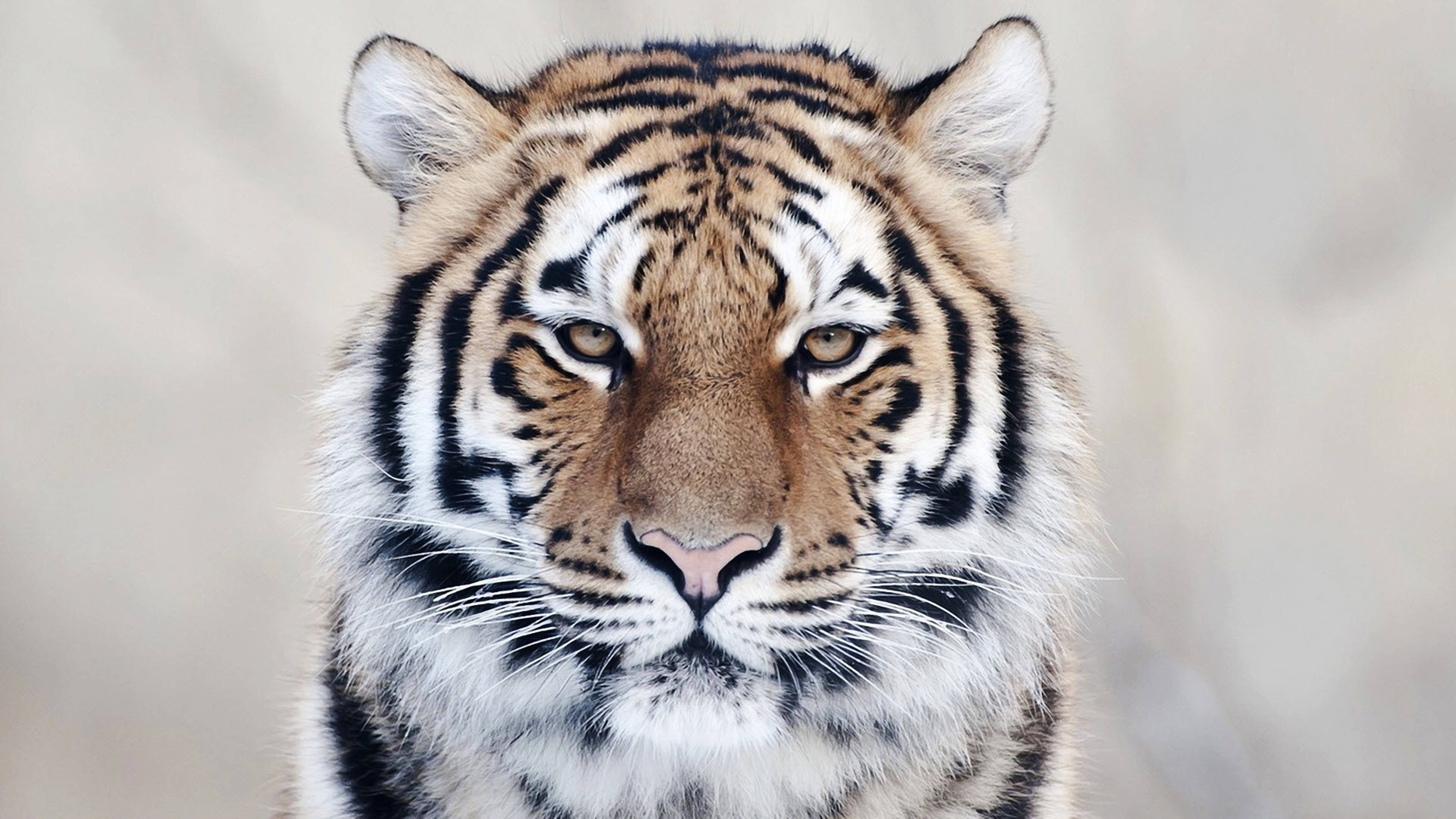 8k Tiger Uhd With Fierce Gaze Background