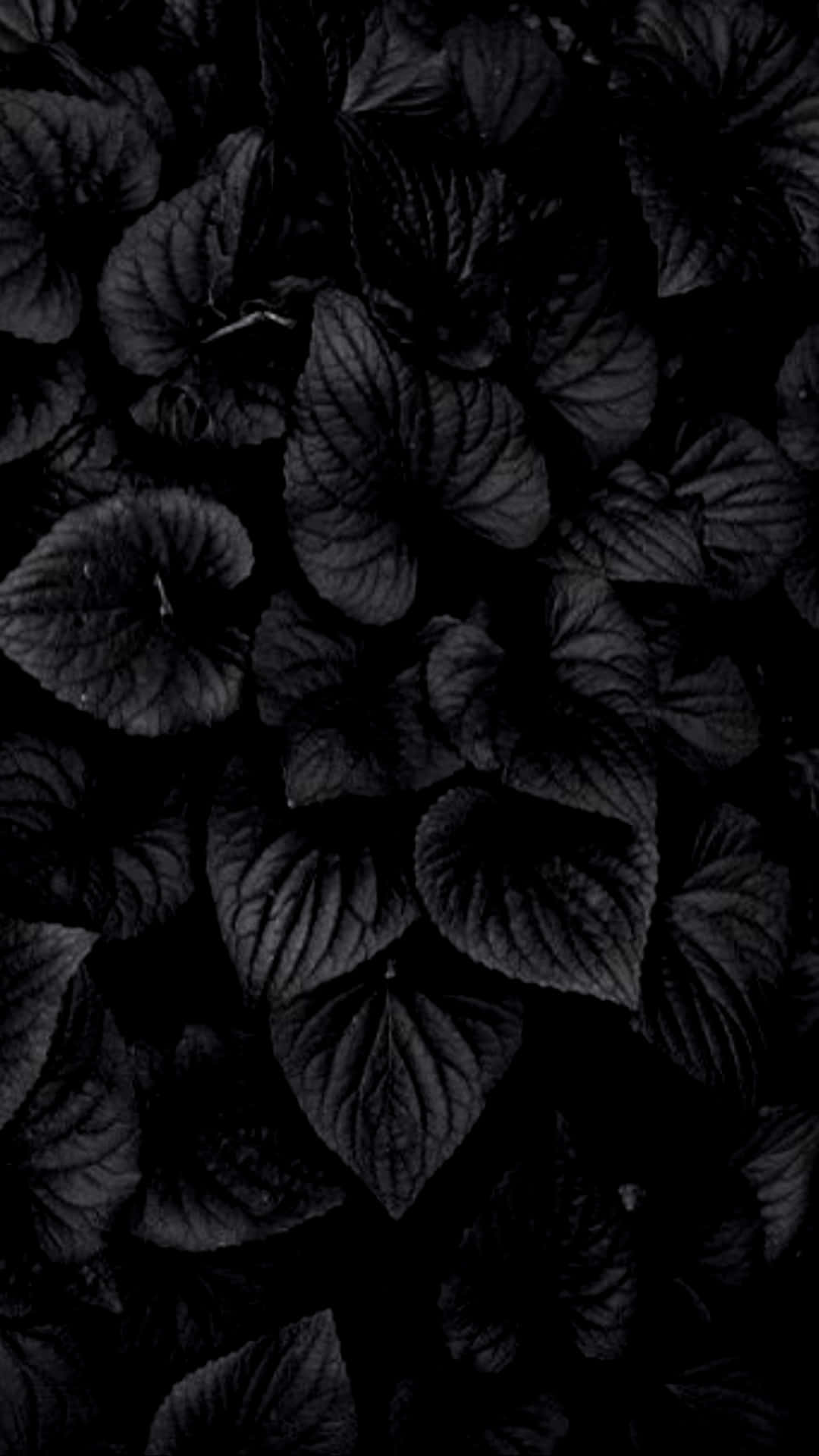 En sort baggrund med løv i mørket. Wallpaper