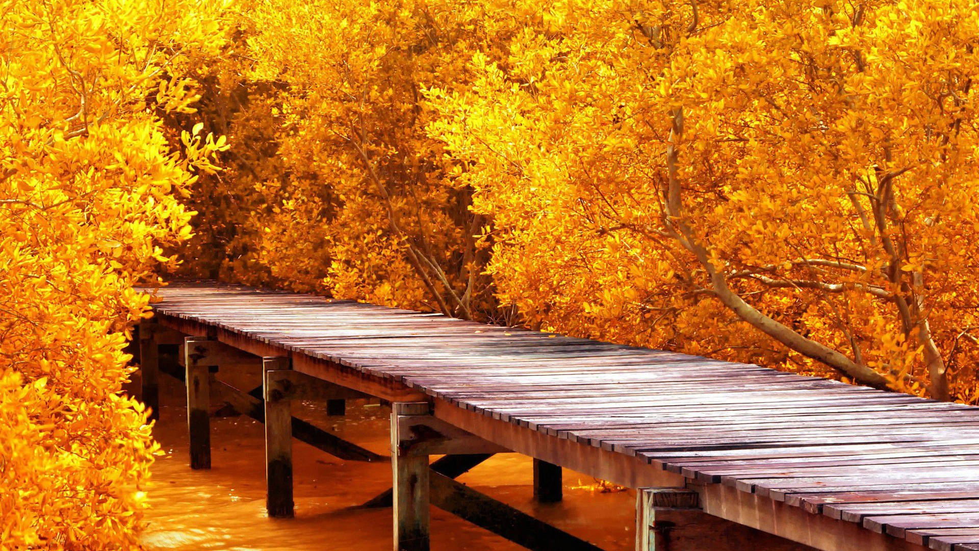 8k Ultra Hd Nature Autumn Bridge Wallpaper