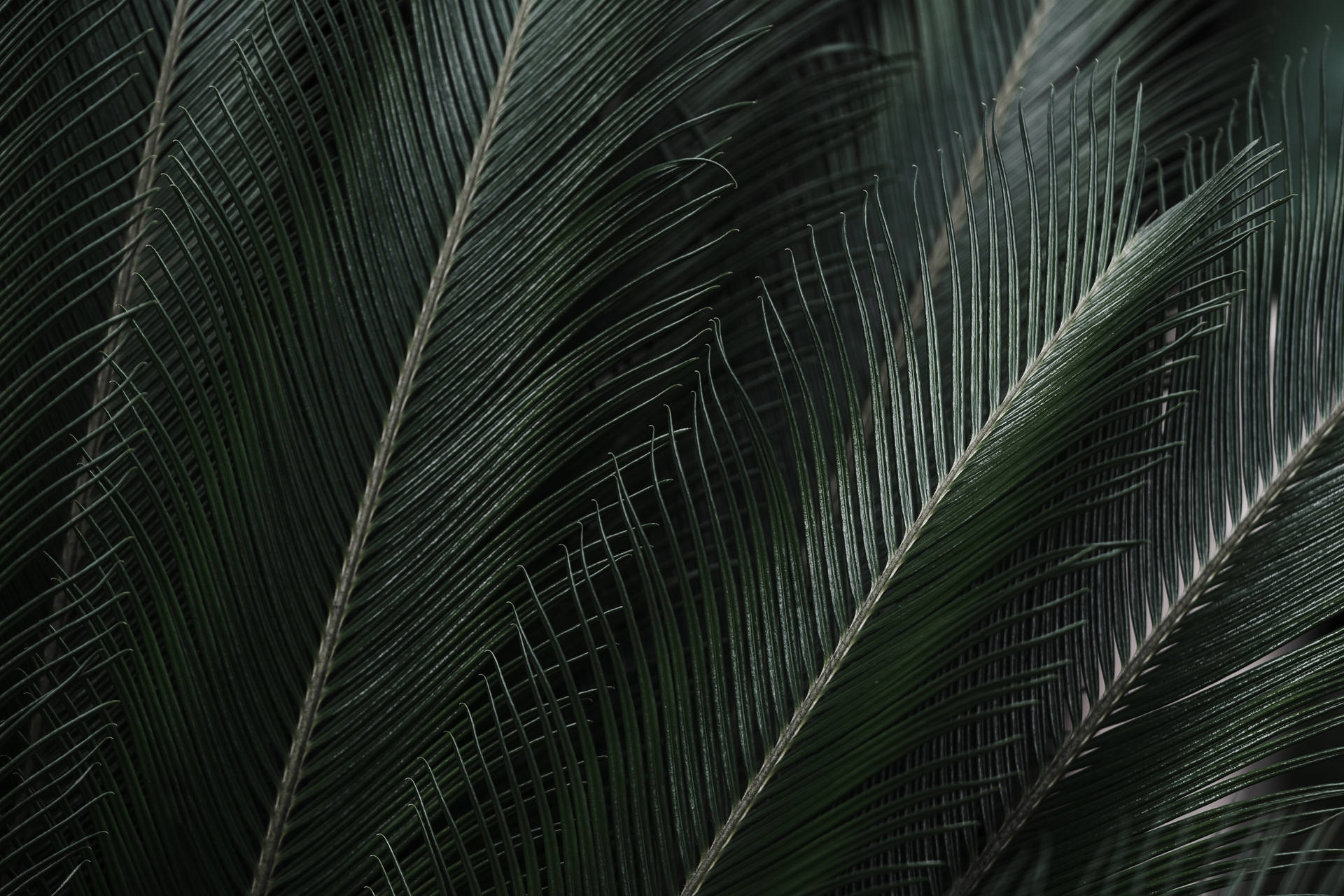 8k Ultra Hd Tropical Palm Leaves Background