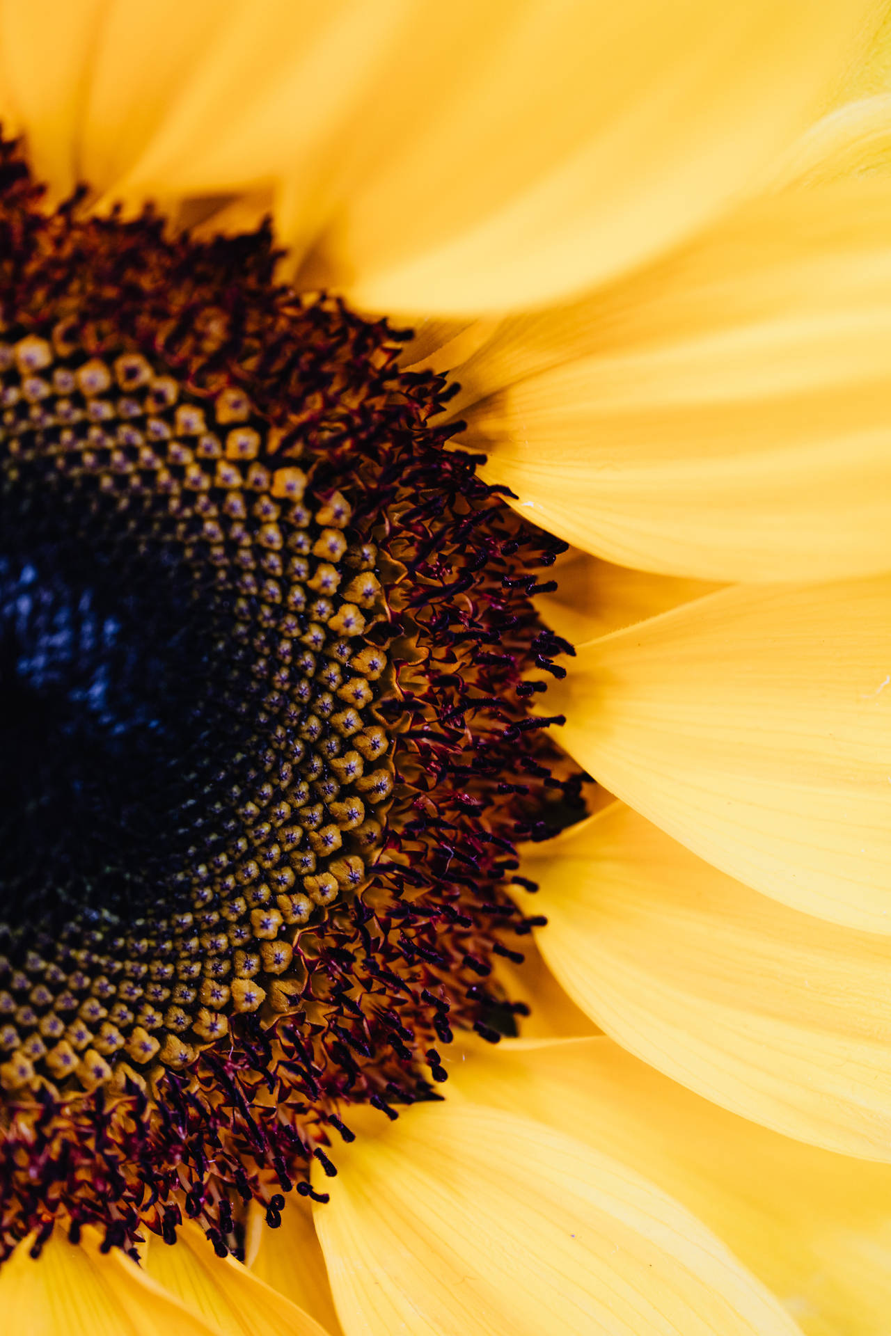 Download A 4k Iphone 6 Plus Sunflower Close-up Wallpaper 