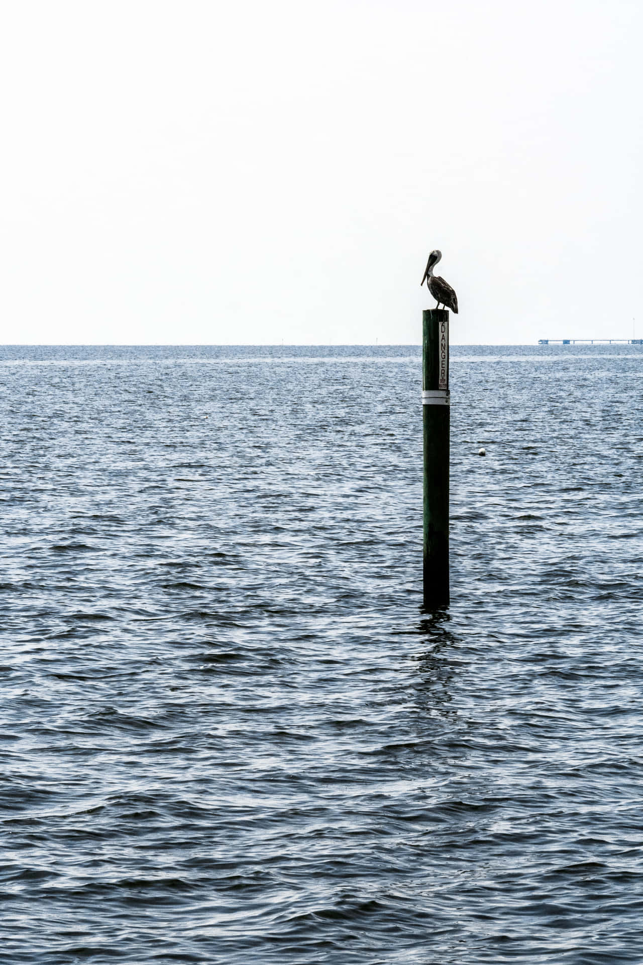 A Bird Perches Near a Beach in Mississippi Wallpaper