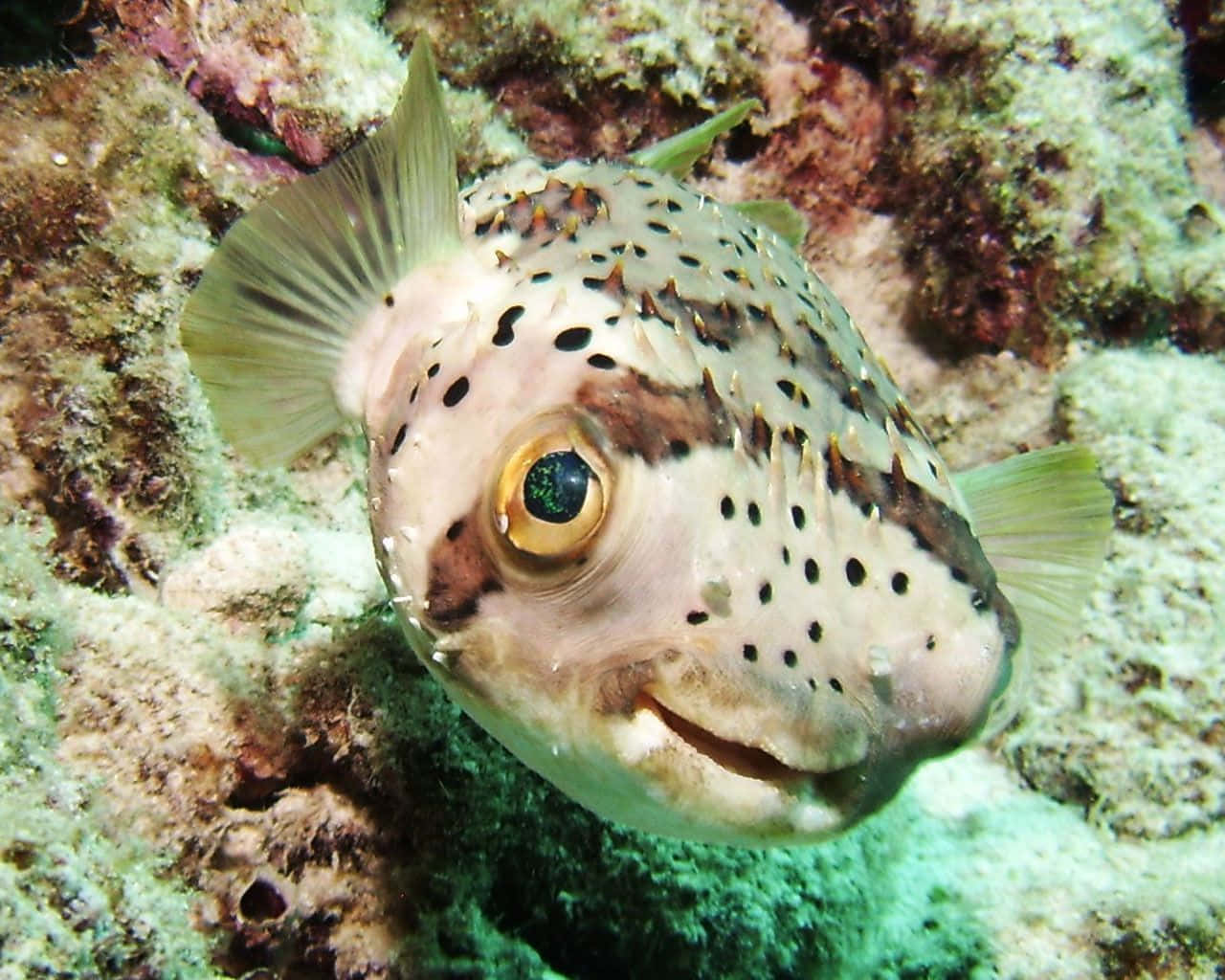 En Vakker Pufferfish I Havets Dyp Bakgrunnsbildet