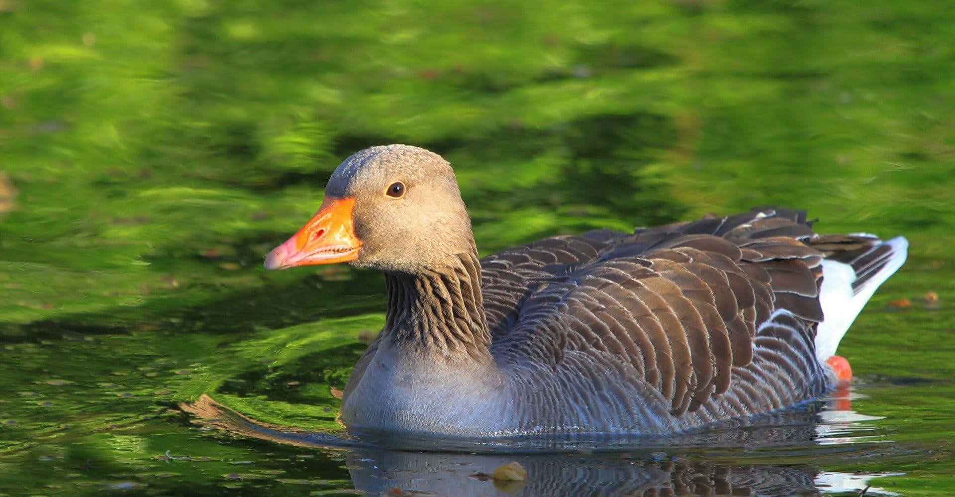 A Beautiful Solitary Goose By The Lake
