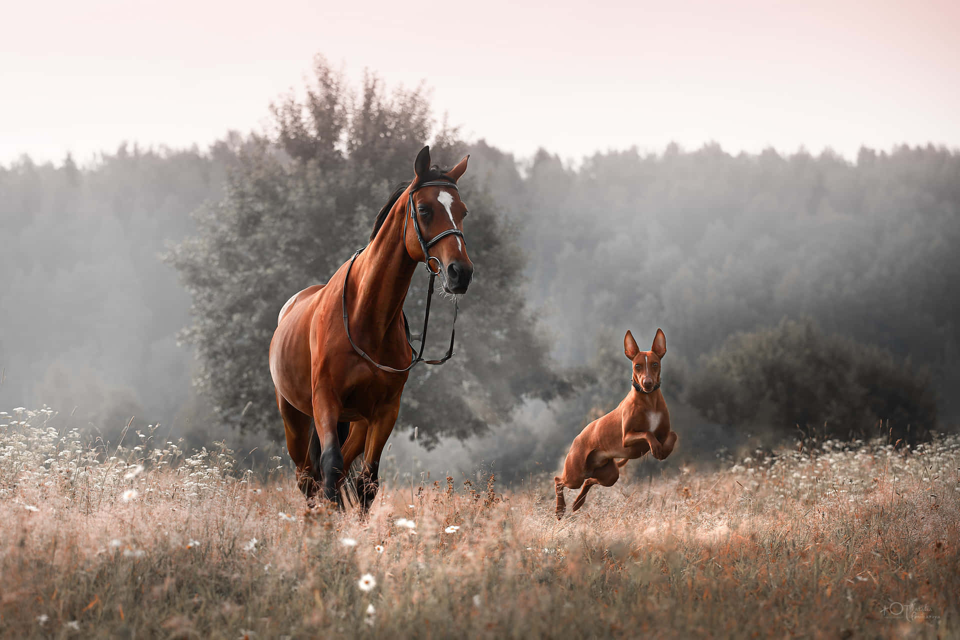 A Beautiful Symbiosis: Horse And Dog In Mutual Companionship Wallpaper