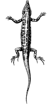 Black Screen Placeholder.JPG PNG — A solid black background with no visible elements or details.