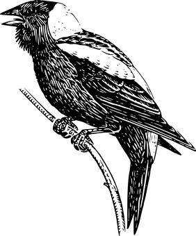 Black Silhouette Bird Perched PNG — Solid black background with no visible elements or textures.