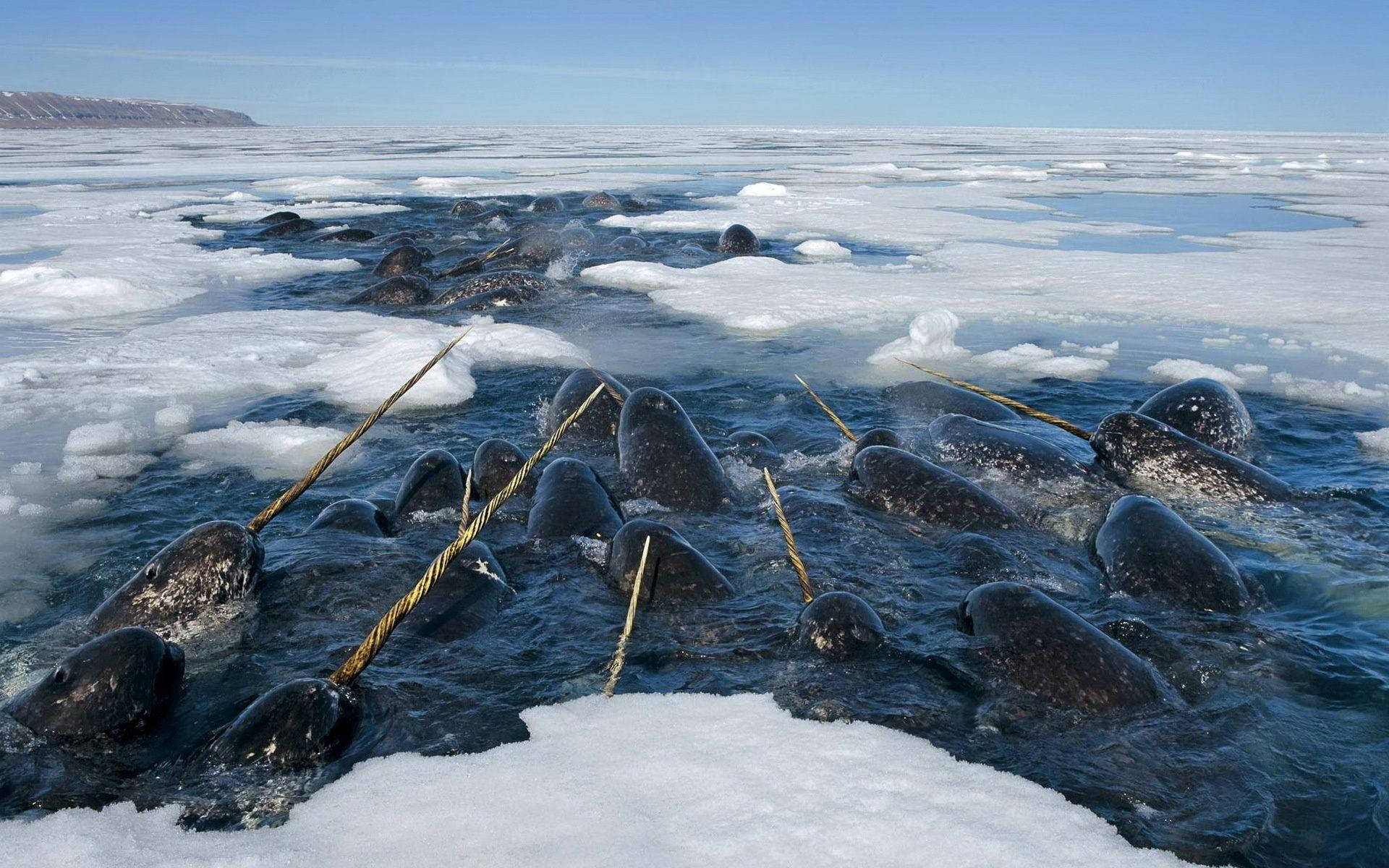 A Blessing Of Narwhals