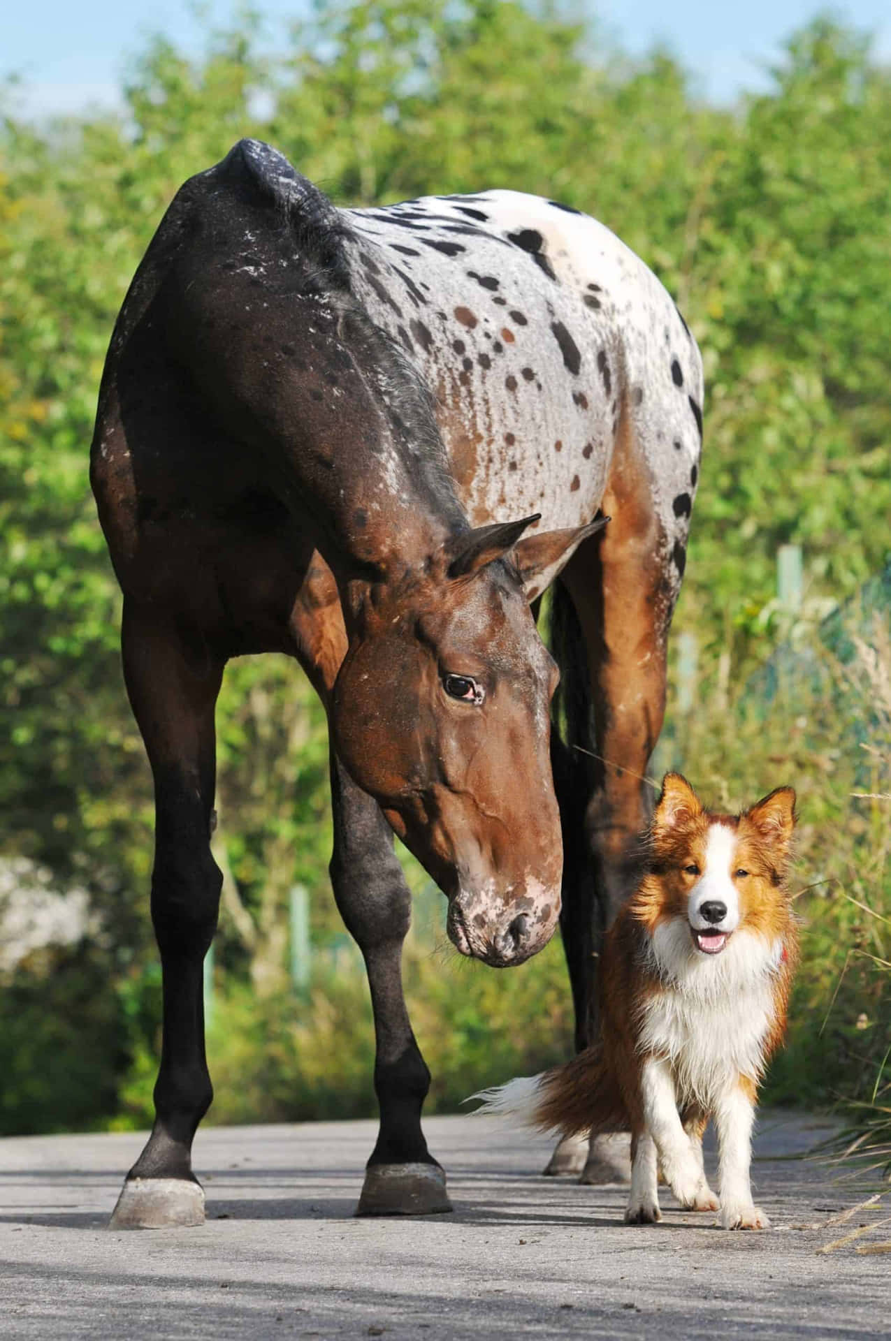 A Bond Of Unlikely Friendship: Horse And Dog Wallpaper