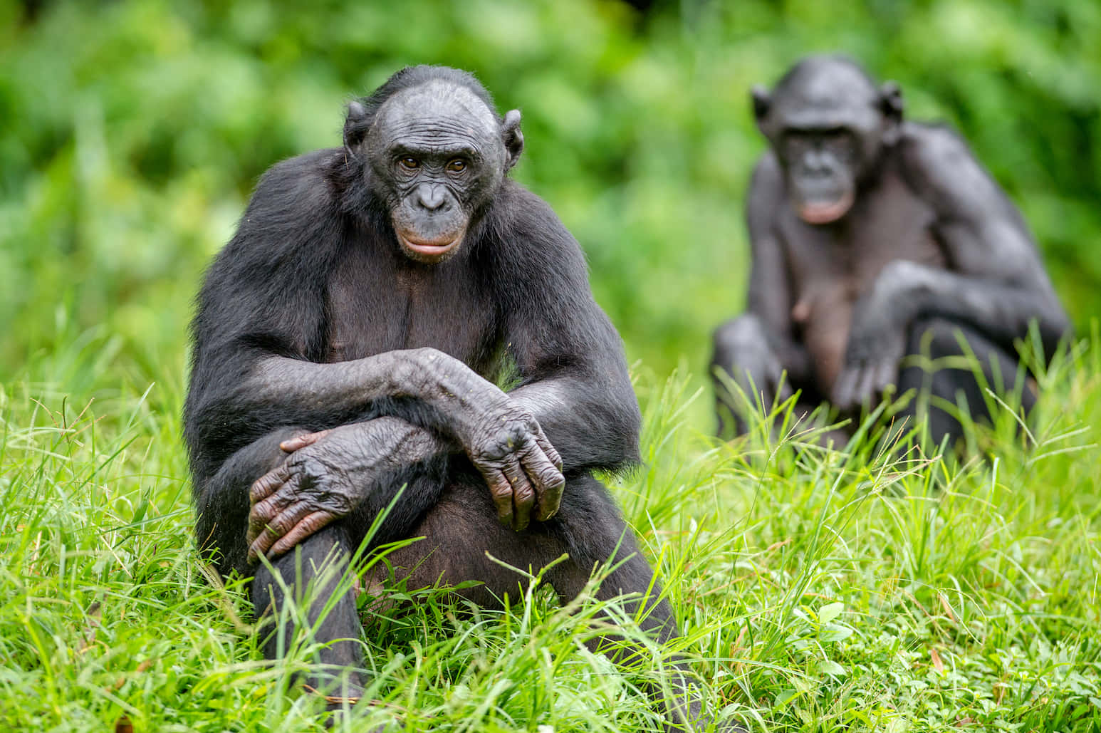 A Bonobo Peacefully Resting In Its Natural Habitat Wallpaper