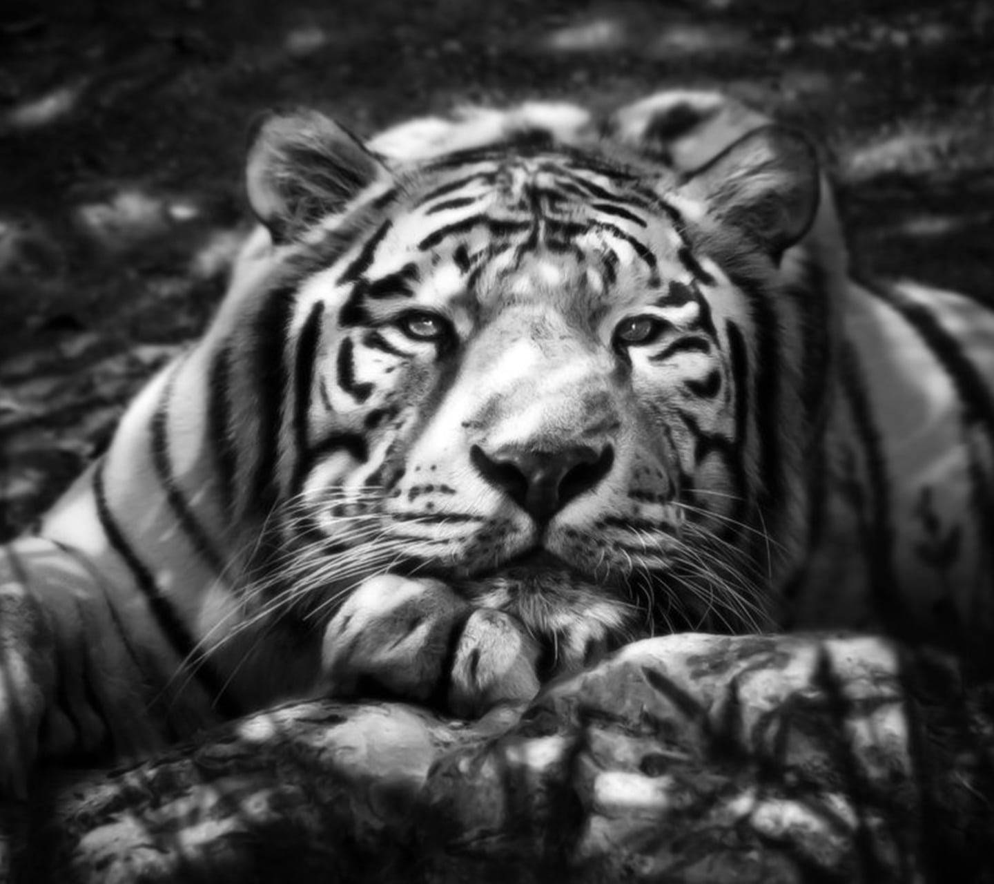 A Bored Black Tiger Background